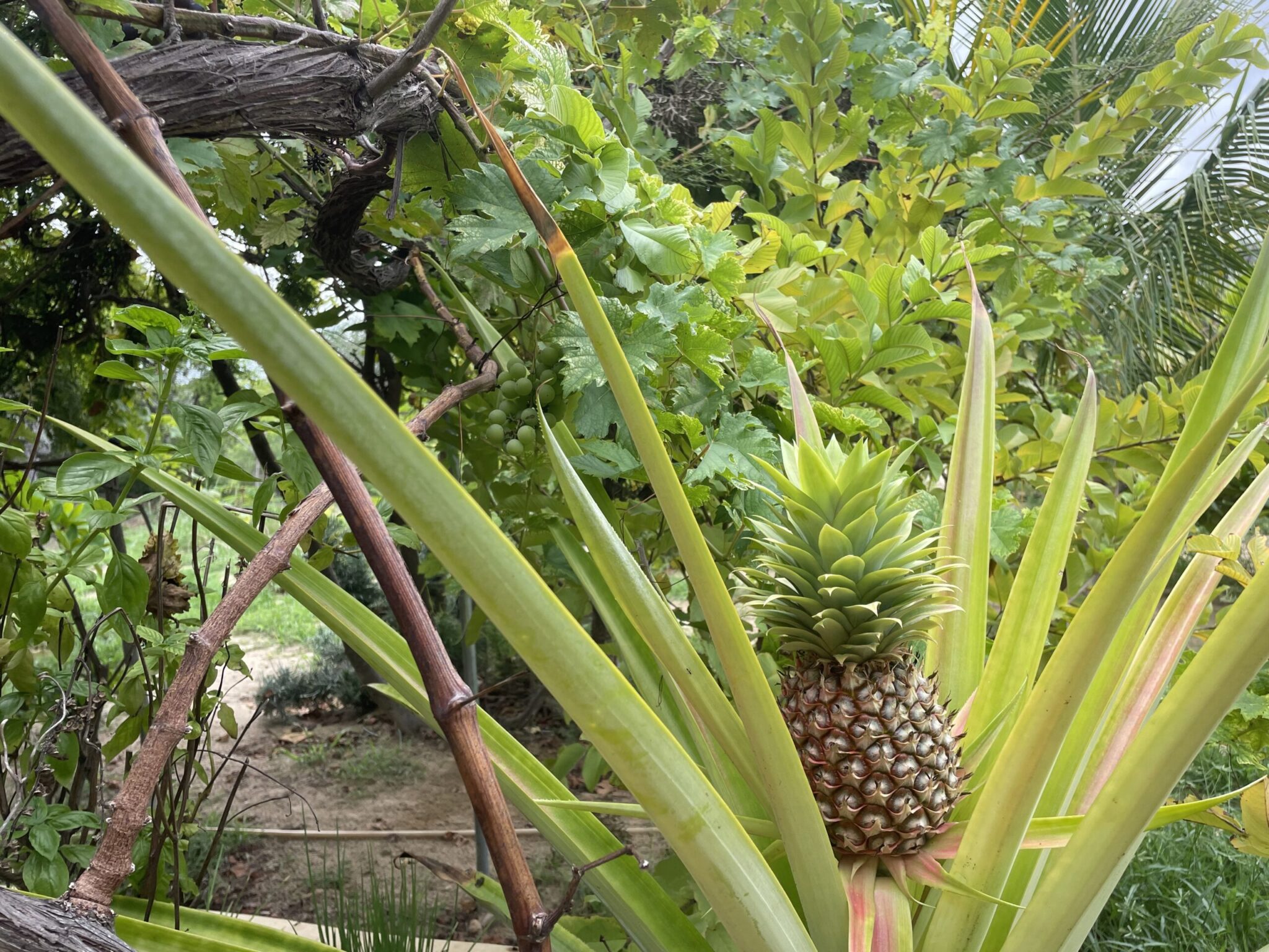 La permaculture au Bakuba