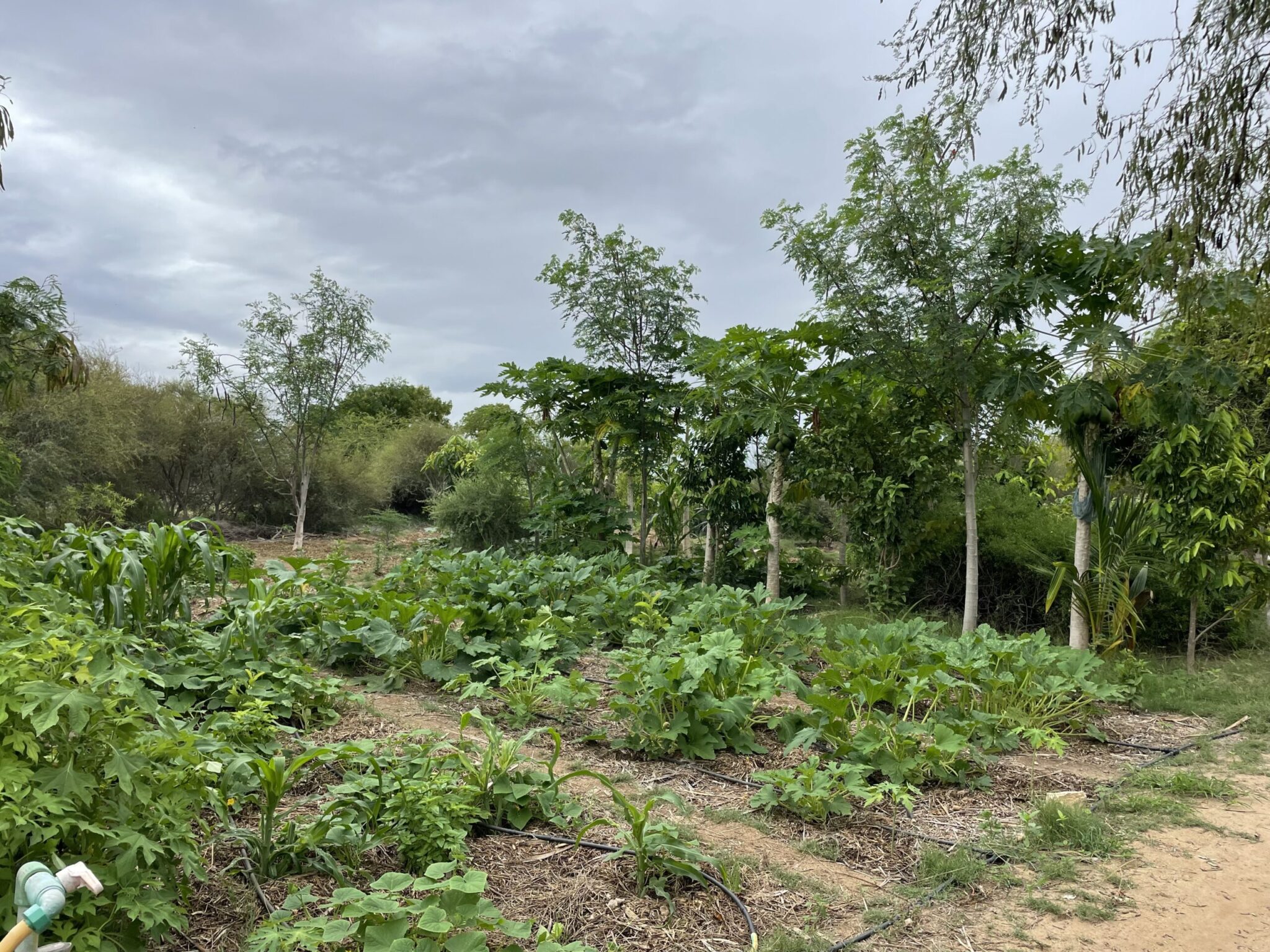 La permaculture au Bakuba