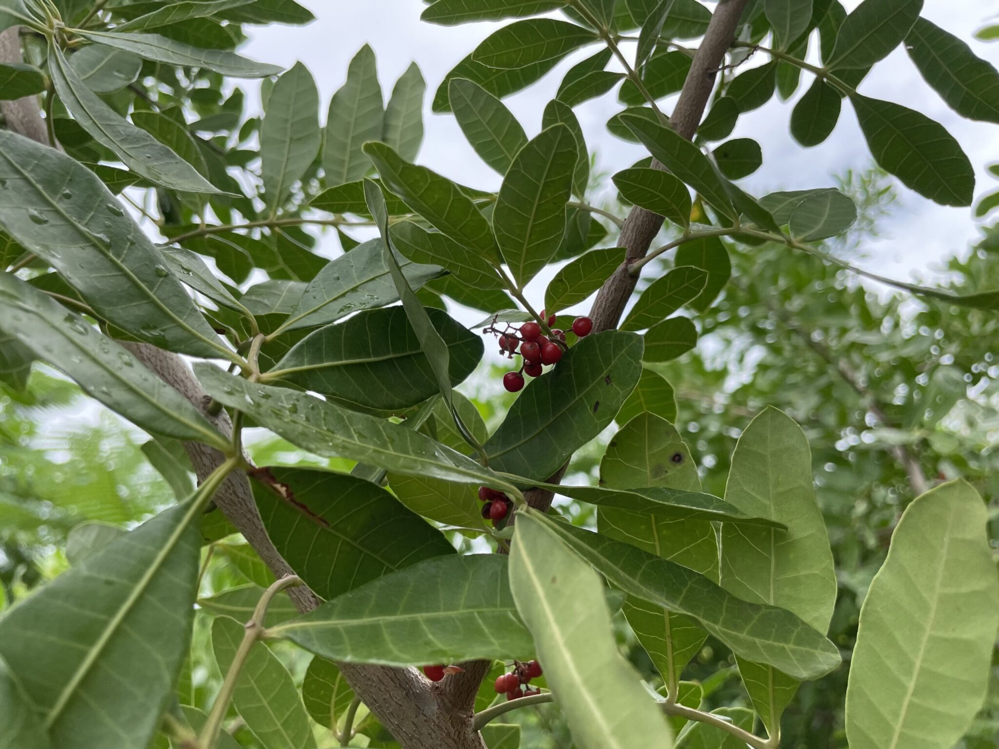 La permaculture au Bakuba