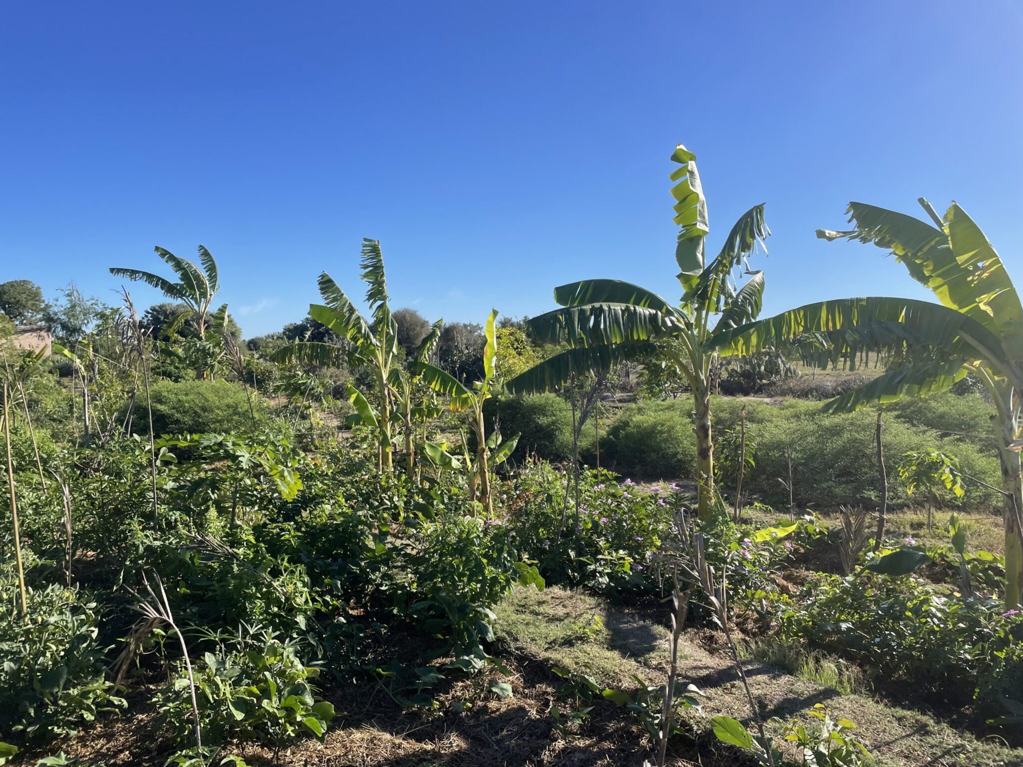 La permaculture au Bakuba