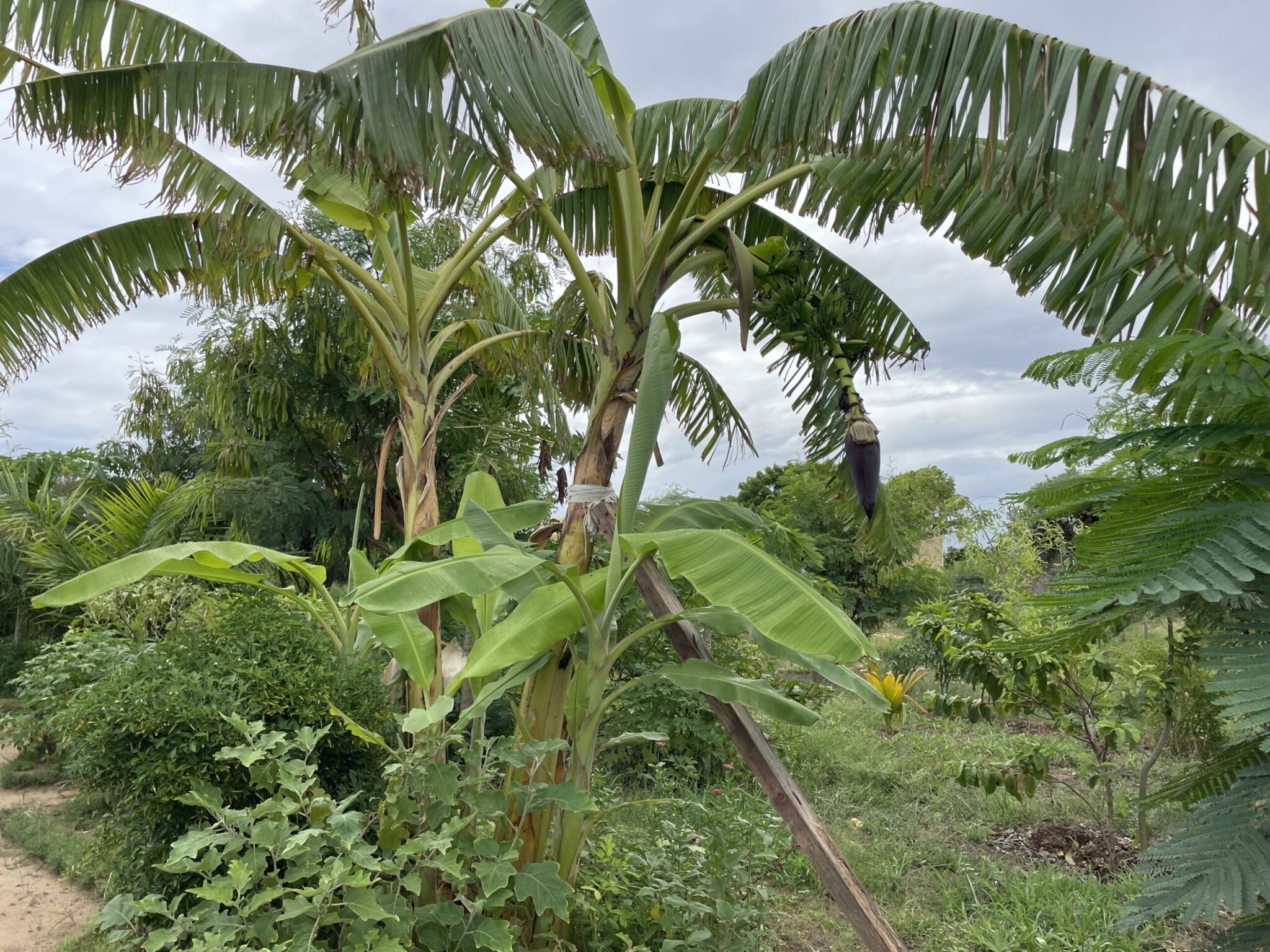 La permaculture au Bakuba