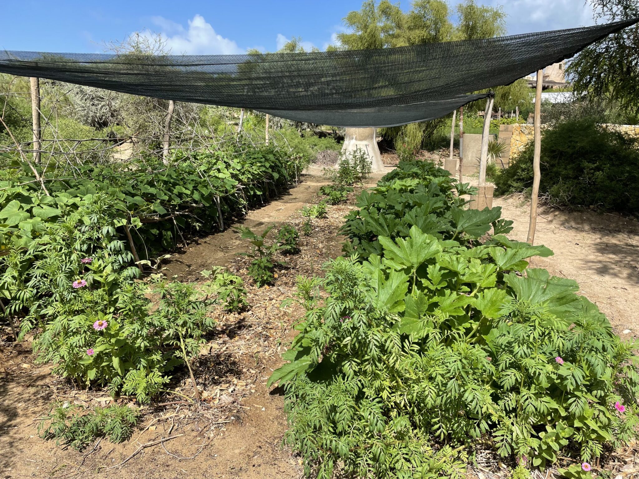 La permaculture au Bakuba