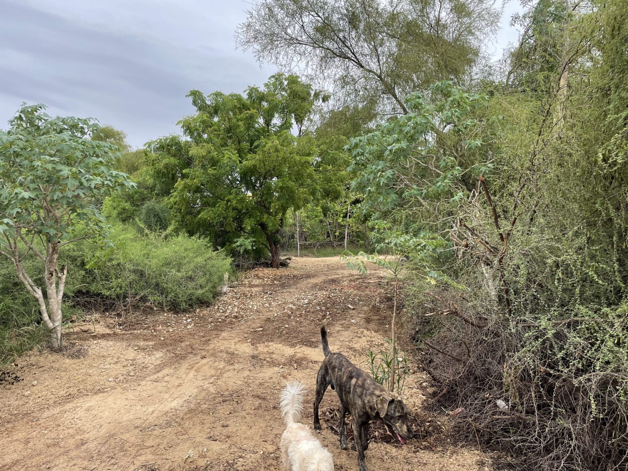 La permaculture au Bakuba