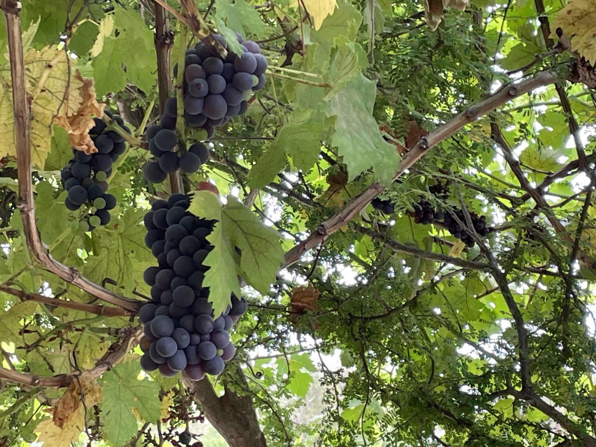 La permaculture au Bakuba