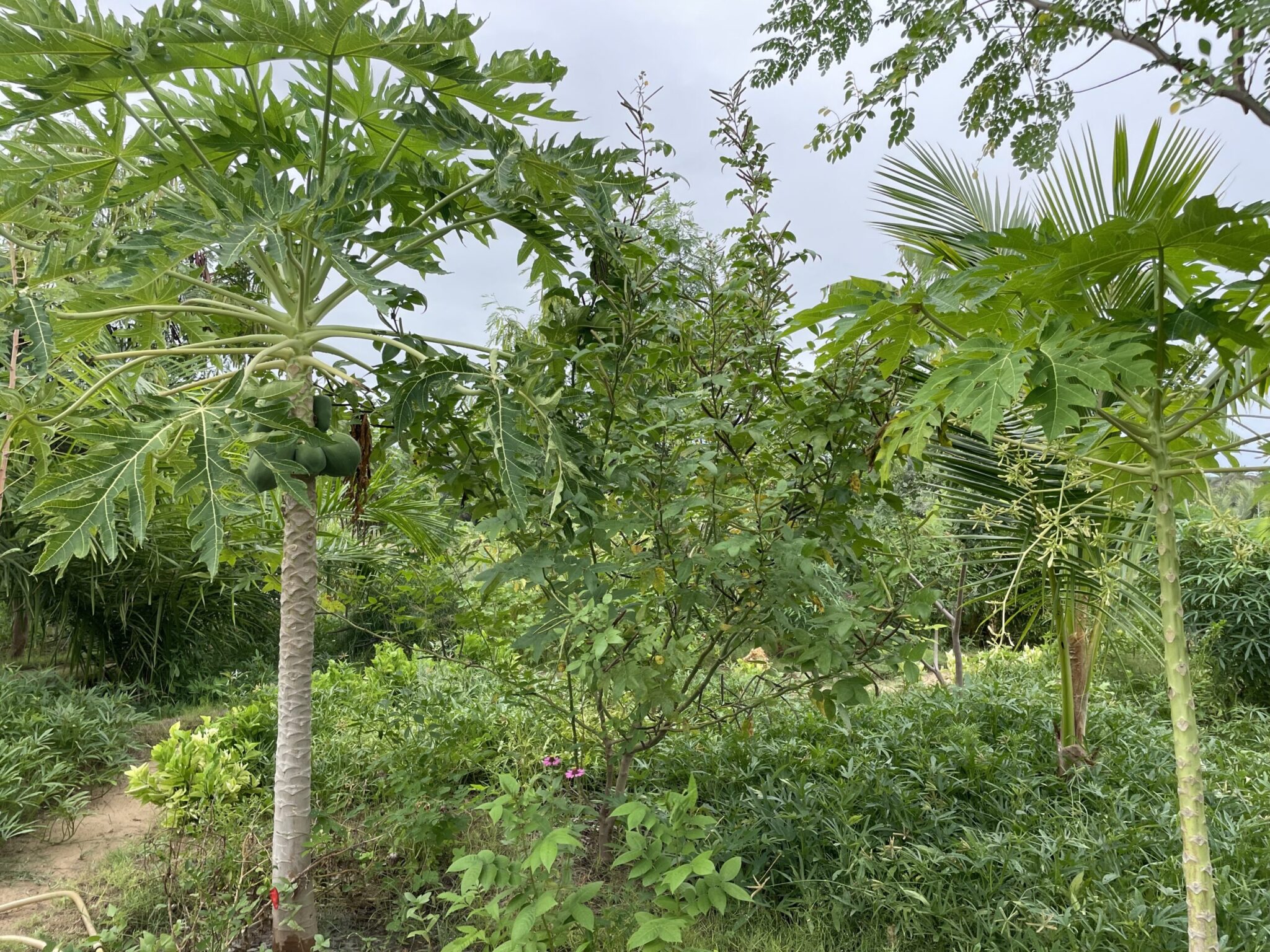 La permaculture au Bakuba