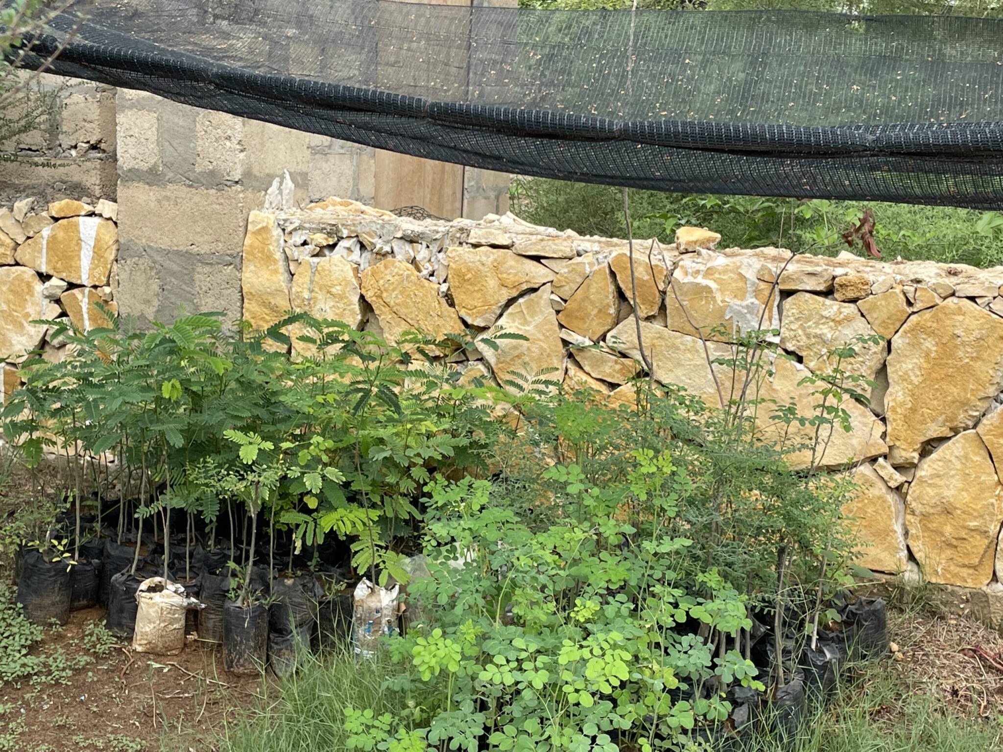 La permaculture au Bakuba