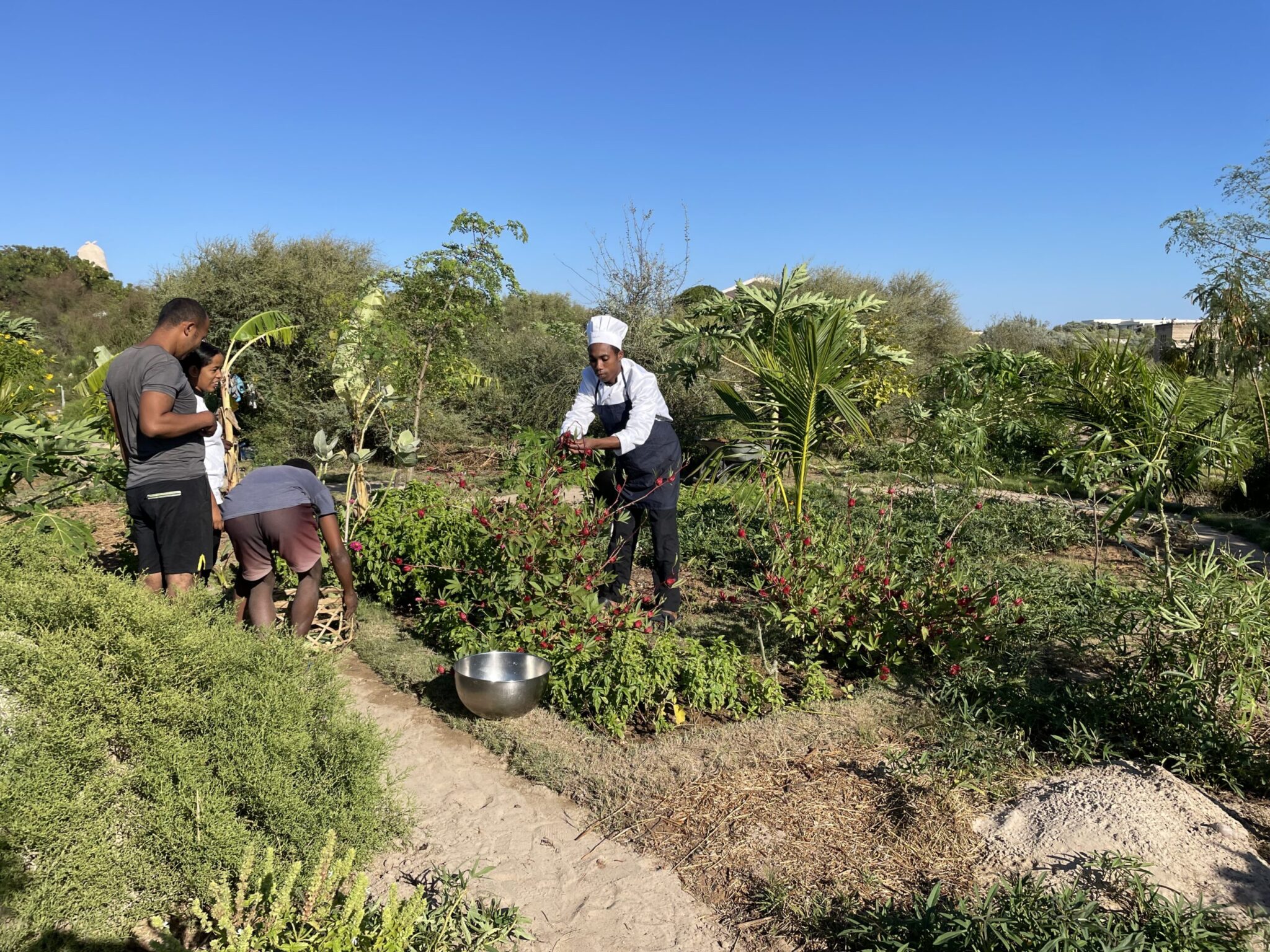 La permaculture au Bakuba