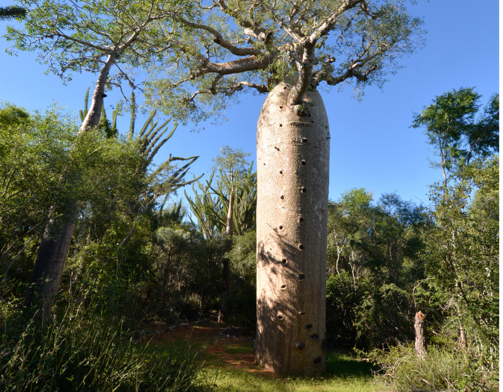 Visite du parc de Reniala